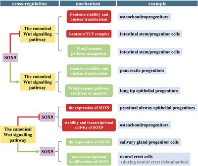 Cross-regulation between SOX9 and the canonical Wnt signalling pathway in stem cells